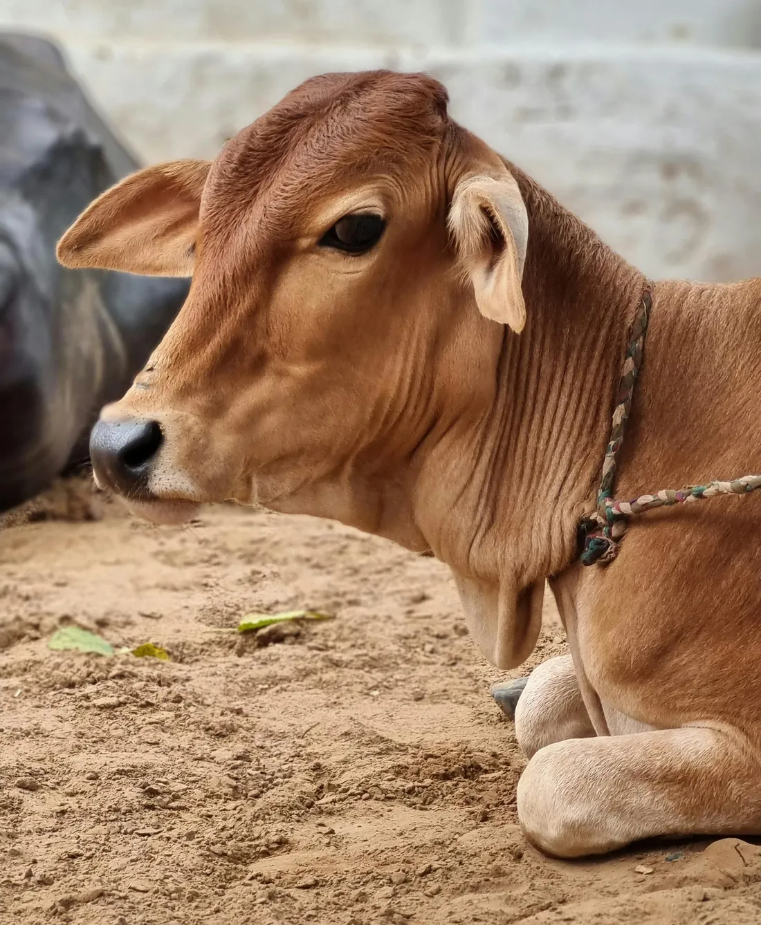 A calf resting on sandy ground