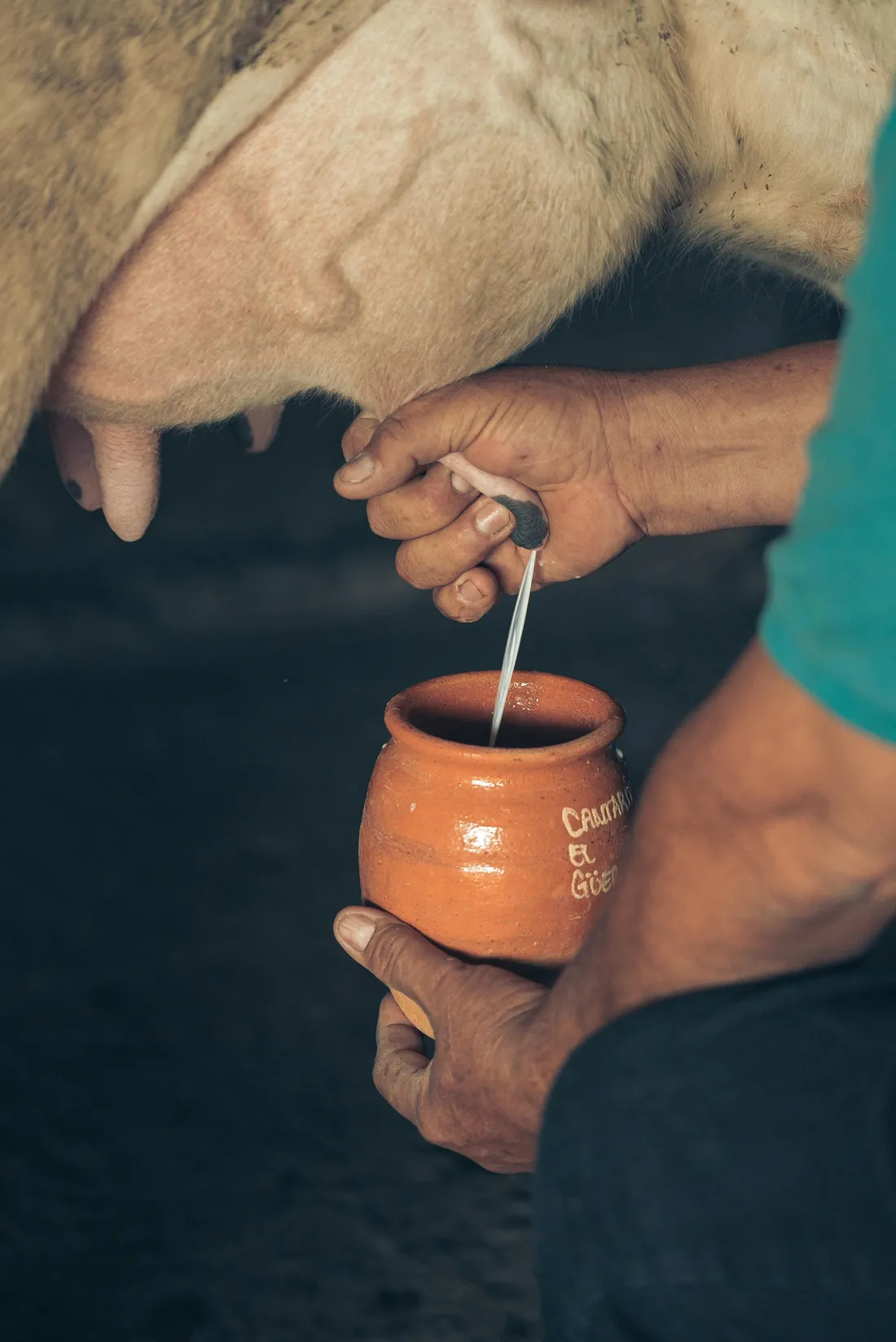Milking by hand into a clay pot